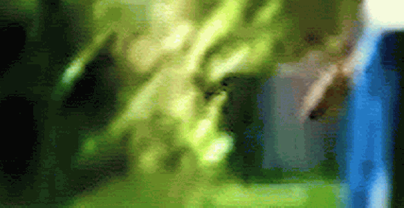 adelaide-hills-thylacine-animation-enlarged-and-slowed